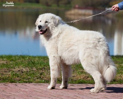 Câine ciobănesc Maremma-abrutskaya - un câine - un stil de viață