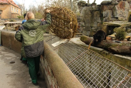 Urșii din grădina zoologică din Kaliningrad sunt reinstalați, camera Kaliningrad