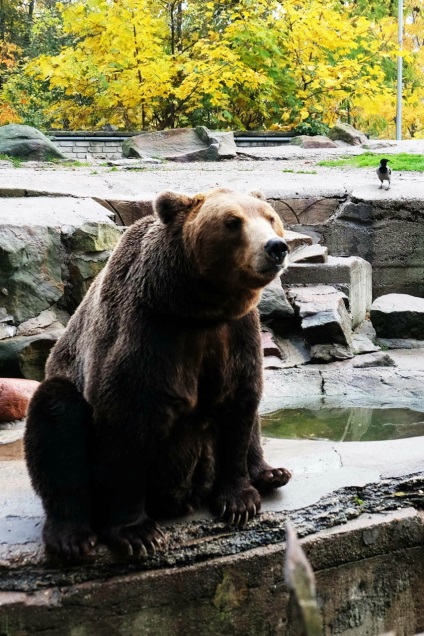 Puii de urși din grădina zoologică din Kaliningrad