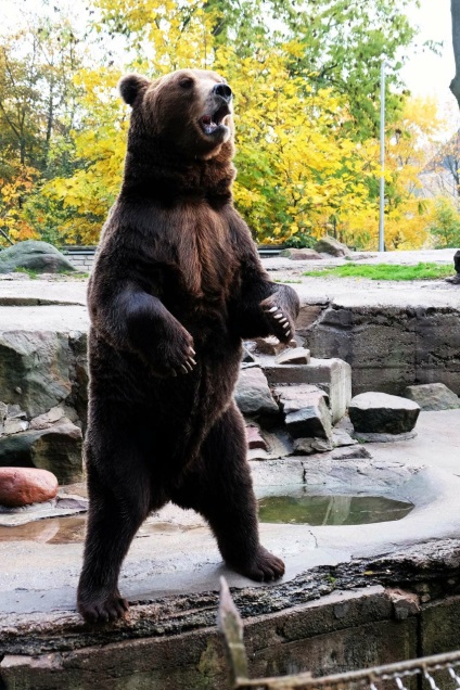 Puii de urși din grădina zoologică din Kaliningrad