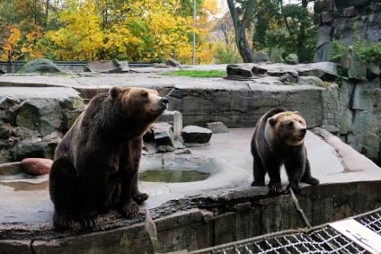 Puii de urși din grădina zoologică din Kaliningrad