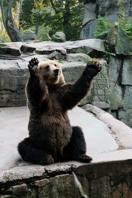 Puii de urși din grădina zoologică din Kaliningrad