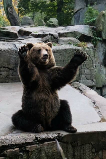 Puii de urși din grădina zoologică din Kaliningrad