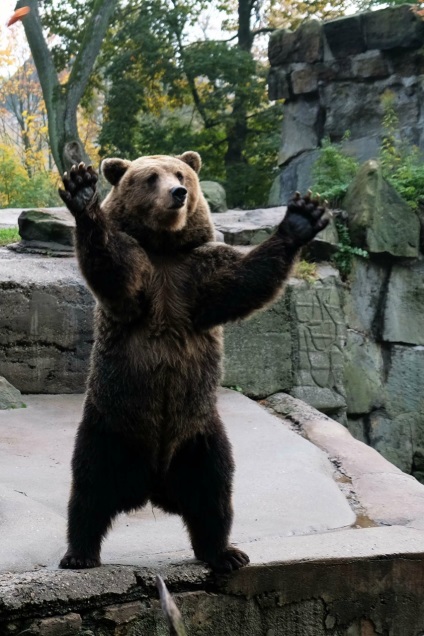 Puii de urși din grădina zoologică din Kaliningrad