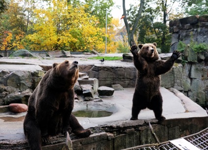 Puii de urși din grădina zoologică din Kaliningrad