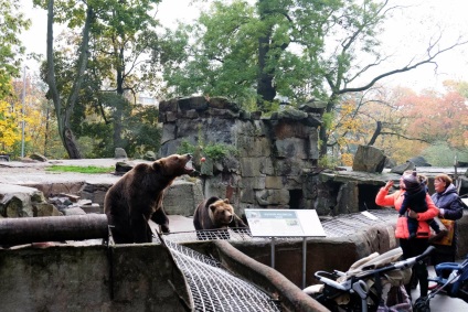 Puii de urși din grădina zoologică din Kaliningrad