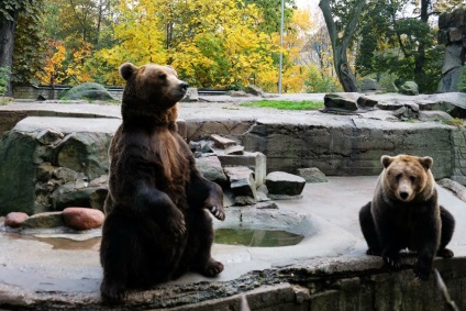 Puii de urși din grădina zoologică din Kaliningrad