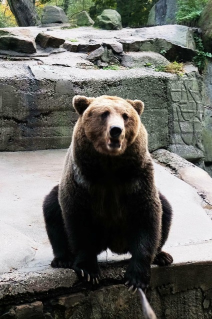 Puii de urși din grădina zoologică din Kaliningrad