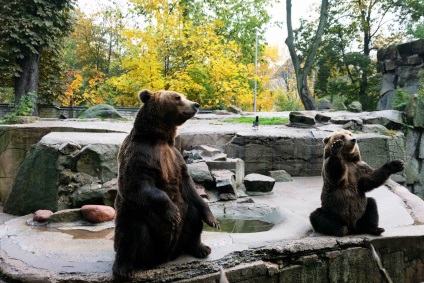 Puii de urși din grădina zoologică din Kaliningrad