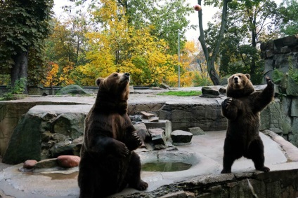 Puii de urși din grădina zoologică din Kaliningrad