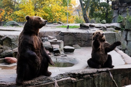 Puii de urși din grădina zoologică din Kaliningrad