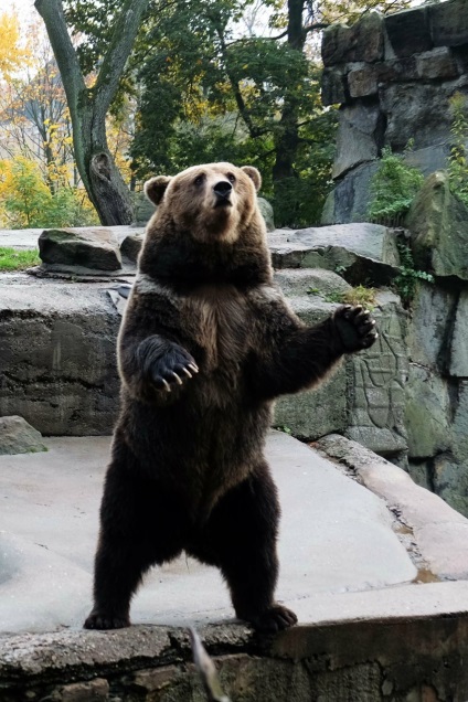 Puii de urși din grădina zoologică din Kaliningrad