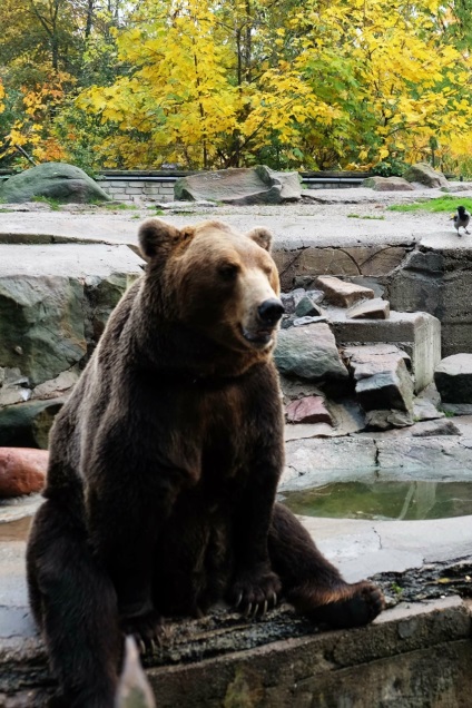 Puii de urși din grădina zoologică din Kaliningrad