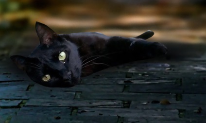 Răzbunarea pisicii neagră