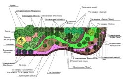 Багаторічні квіти та інші рослини для альпійської гірки (відео)