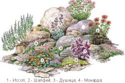 Flori perene și alte plante pentru dealurile alpine (video)