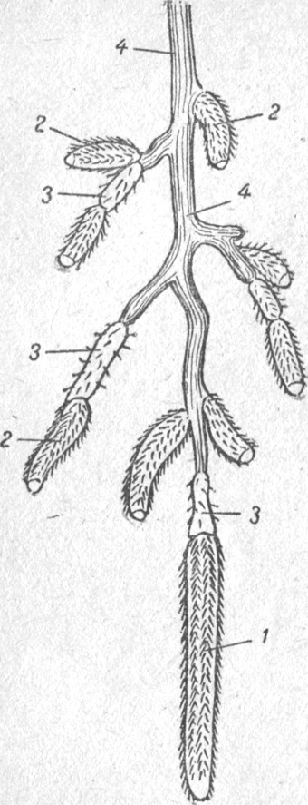 Caracteristicile morfologice și organele de bază ale plantelor fructifere, rinichilor, inelelor, fructelor, frunzelor,