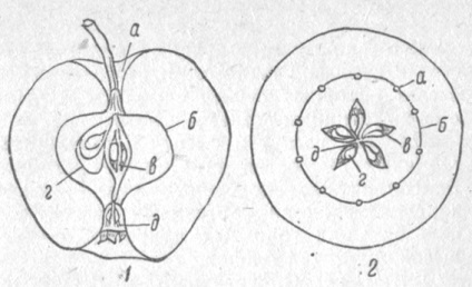 Caracteristicile morfologice și organele de bază ale plantelor fructifere, rinichilor, inelelor, fructelor, frunzelor,