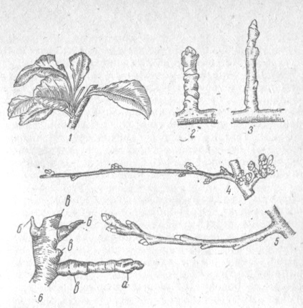 Caracteristicile morfologice și organele de bază ale plantelor fructifere, rinichilor, inelelor, fructelor, frunzelor,