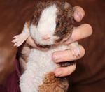 Guinea Pig American Teddy - descrierea rasei, ingrijire, preturi, video