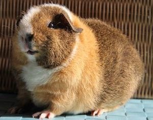 Guinea Pig American Teddy - descrierea rasei, ingrijire, preturi, video