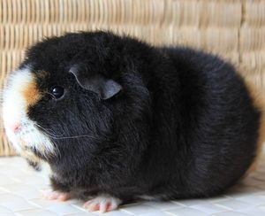 Guinea Pig American Teddy - descrierea rasei, ingrijire, preturi, video