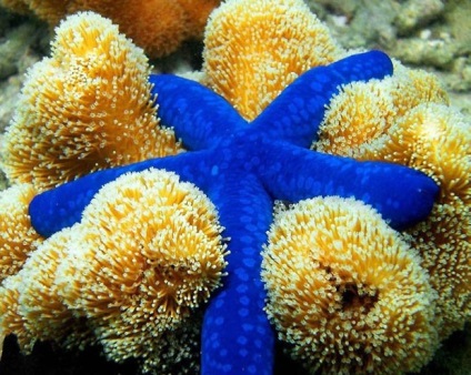 Sea blue stars - descriere, fotografie și video