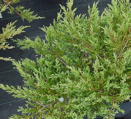 Juniperus Andorra kompakt horizontális - leszállás és gondozás, leírás, fotó, videó