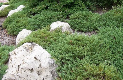 Juniperus Andorra kompakt horizontális - leszállás és gondozás, leírás, fotó, videó