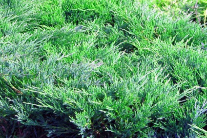 Juniperus Andorra kompakt horizontális - leszállás és gondozás, leírás, fotó, videó