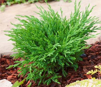 Juniperus Andorra kompakt horizontális - leszállás és gondozás, leírás, fotó, videó