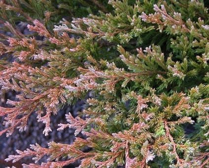Juniperus Andorra kompakt horizontális - leszállás és gondozás, leírás, fotó, videó
