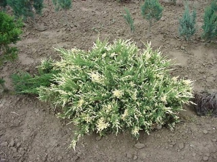 Juniperus horizontális andorra kompakt illeszkedés és gondozás