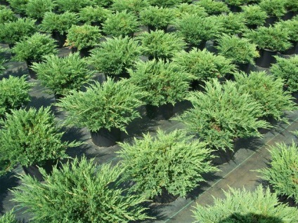 Juniperus orizontal ororra descriere compactă, plantare, îngrijire, caracteristici