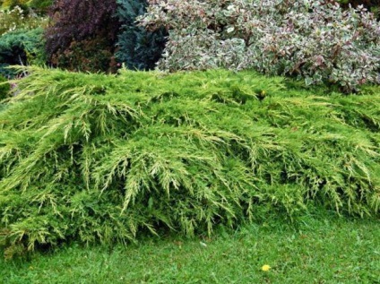 Juniperus vízszintes andorra kompakt leírás, ültetés, gondozás, jellemzők