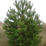 Juniperus orizontală și orizontală se potrivesc și îngrijesc