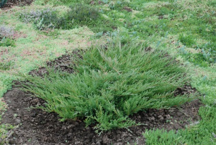 Juniperus orizontală și orizontală se potrivesc și îngrijesc