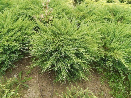 Juniperus vízszintes andorra kompakt leírás, ültetés, gondozás, jellemzők