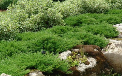 Juniperus vízszintes andorra kompakt leírás, ültetés, gondozás, jellemzők