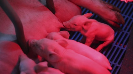 Secțiunea intestinului de porc poate fi comercializată sub formă de calmar