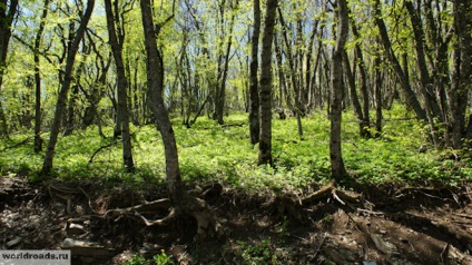 La vârful muntelui, Mashuk, drumurile păcii