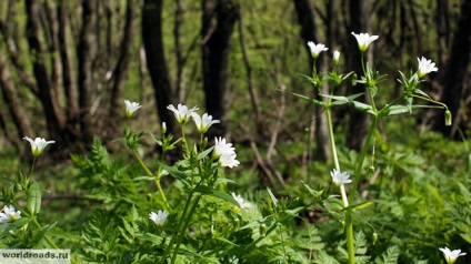 La vârful muntelui, Mashuk, drumurile păcii