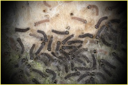 Viermă de mătase nepermisă, descriere, fotografie, ceea ce este periculos, măsuri de luptă, prevenire