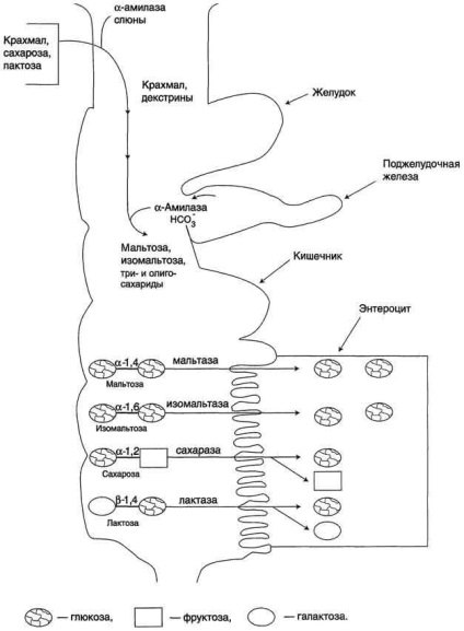 Carbohidrații de animale, conținutul lor în țesuturi, rol biologic