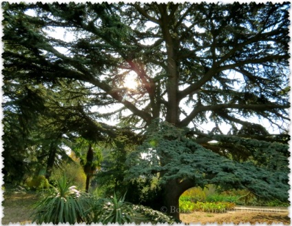 Grădina botanică Nikitsky în toamnă