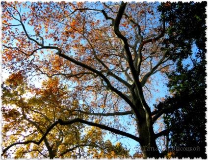 Grădina botanică Nikitsky în toamnă