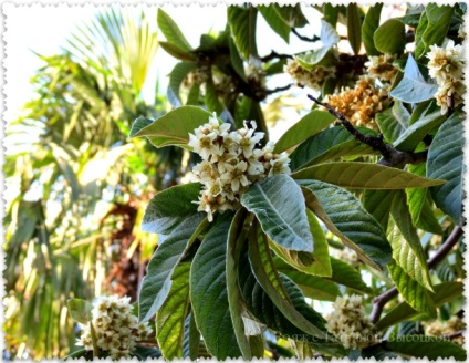 Grădina botanică Nikitsky în toamnă