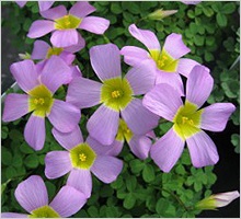 Oxalis (sav)