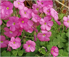 Oxalis (sav)