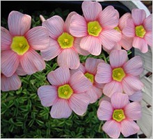 Oxalis (acid)